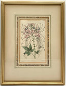 Set/4 Vintage Botanicals in Gold Frames