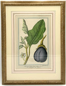 Pair of Vintage Botanical Engravings of Vegetables
