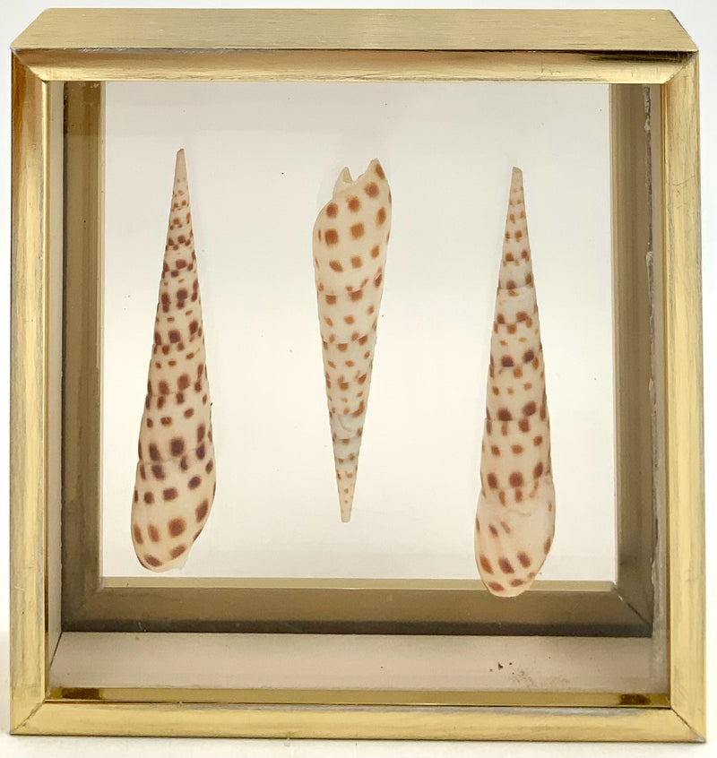 Set/3 Vintage Framed Seashells