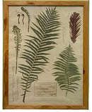 Set/4 Botanical Fern Prints