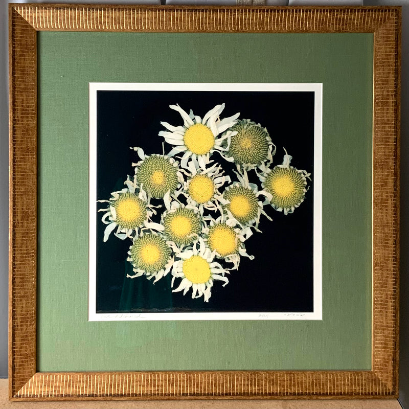 Signed Print of Daisies in Wood Frame