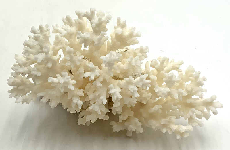 Natural White Lace Coral Cluster