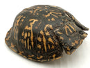 Natural Tortoise Shell