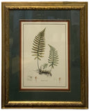 Pair of Fern Botanicals
