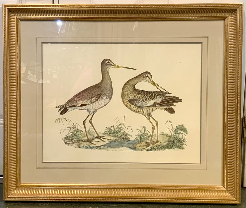 Vintage Engraving of Birds in Gold Frame