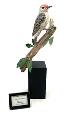 Hand Carved Red Bellied Woodpecker by Chris Wilson