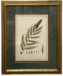 Pair of Fern Botanicals