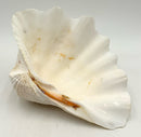 Medium Natural Clamshell