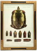 Pair of Uttermost Turtle Prints