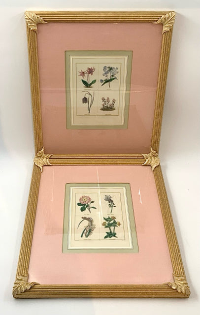Pair of Vintage Floral Botanical Engravings with Pink Linen Mats