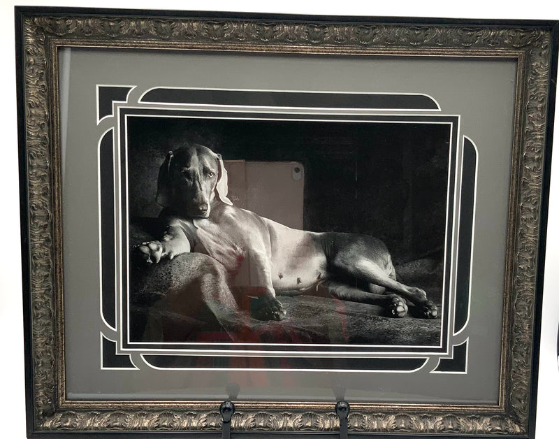 Framed Black & White Photograph of Weimaraner Lying Down