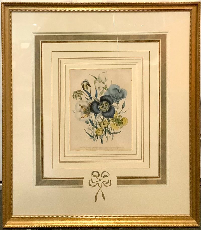 Pair of Blue Iris Engravings in Gold Frames