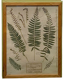 Set/4 Botanical Fern Prints
