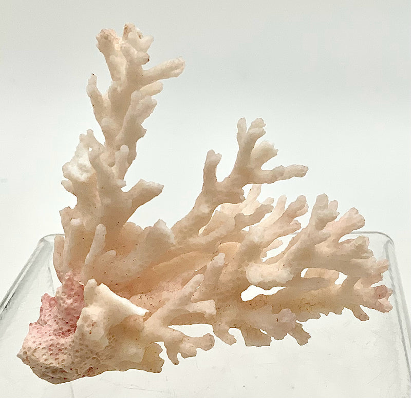 Natural Pink Coral Cluster