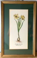 Pair of Framed Tulip & Daffodil Botanical Lithographs