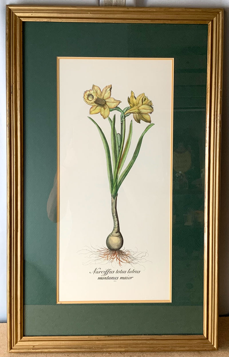 Pair of Framed Tulip & Daffodil Botanical Lithographs