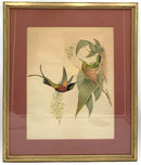 Pair of John Gould Bird Lithographs