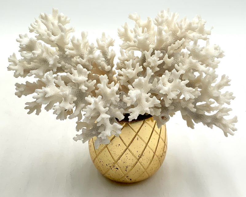 Natural White Lace Coral Cluster in Gold Pot