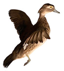 Natural Stuffed Duck