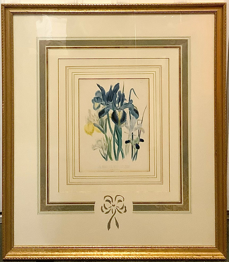 Pair of Blue Iris Engravings in Gold Frames