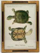 Pair of Uttermost Turtle Prints