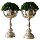 Pair of Silverplate Vases With Preserved Boxwood Topiaries