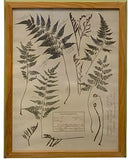 Set/4 Botanical Fern Prints