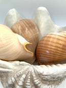 Pottery Barn Faux Clamshell With Natural Shelld