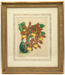 Set/4 Orchid Botanicals in Gold Frames