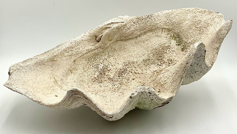 Jumbo Stone Clam Shell