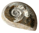 Polished Ammonite Fossilized Specimen