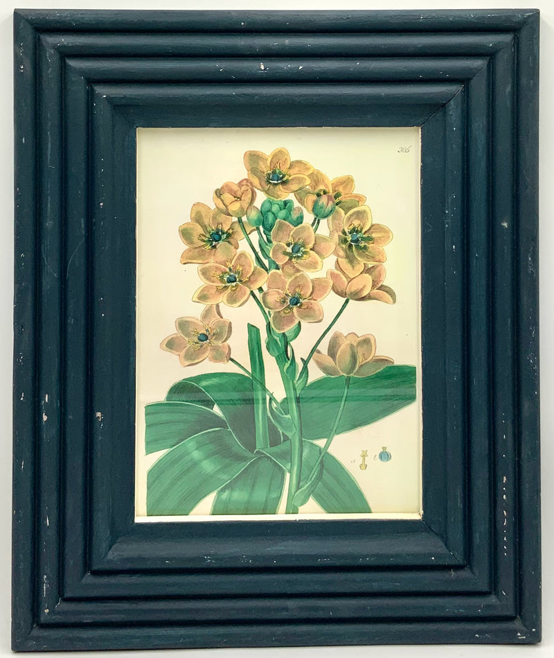 Pair of Robert Grace Botanicals in Navy Frames