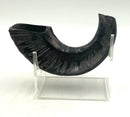 Ram's Horn Shofar on Acrylic Stand