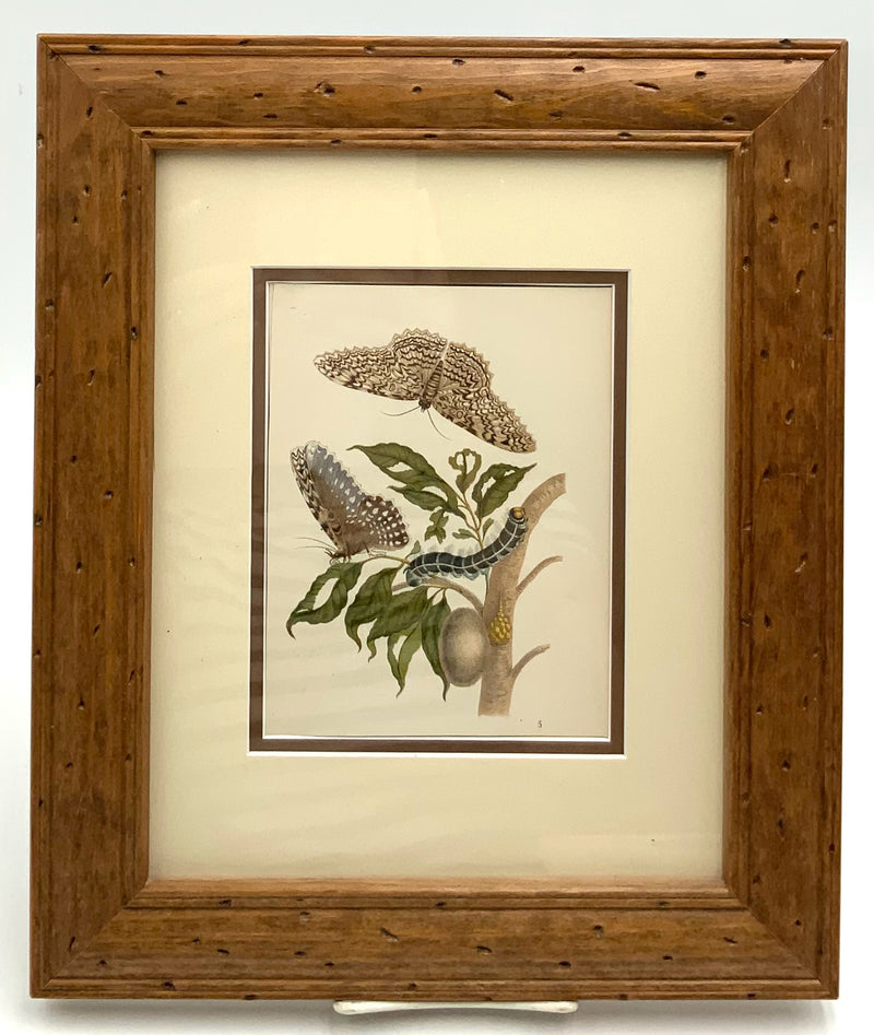 Vintage Bookplate of Butterflies in Wood Frame