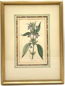 Set/4 Vintage Botanicals in Gold Frames