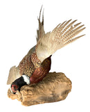 Natural Stuffed Pheasant