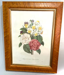 Pair of Vintage Botanical Prints in Burled Wood Frames