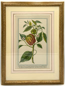 Pair of Vintage Botanical Engravings of Vegetables