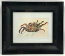 Original Framed Watercolor of Crab