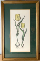Pair of Framed Tulip & Daffodil Botanical Lithographs