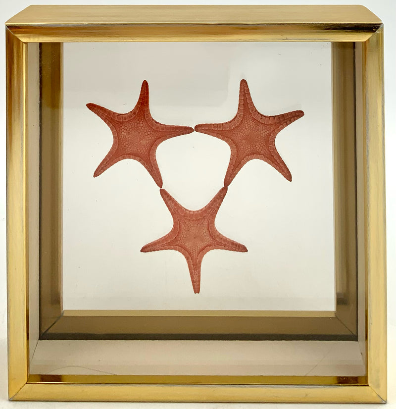 Set/3 Vintage Framed Seashells