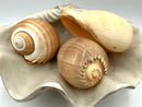 Pottery Barn Faux Clamshell With Natural Shelld
