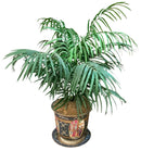 Ceramic Asian Planter with Faux Plant