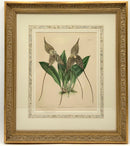 Set/4 Orchid Botanicals in Gold Frames