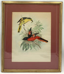 Pair of John Gould Bird Lithographs