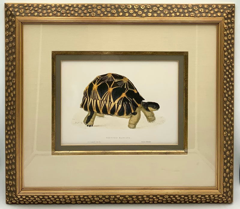 Turtle Print in Gold Circle Frame