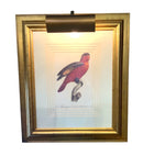 Pair of Parakeet Prints With Picture Lights