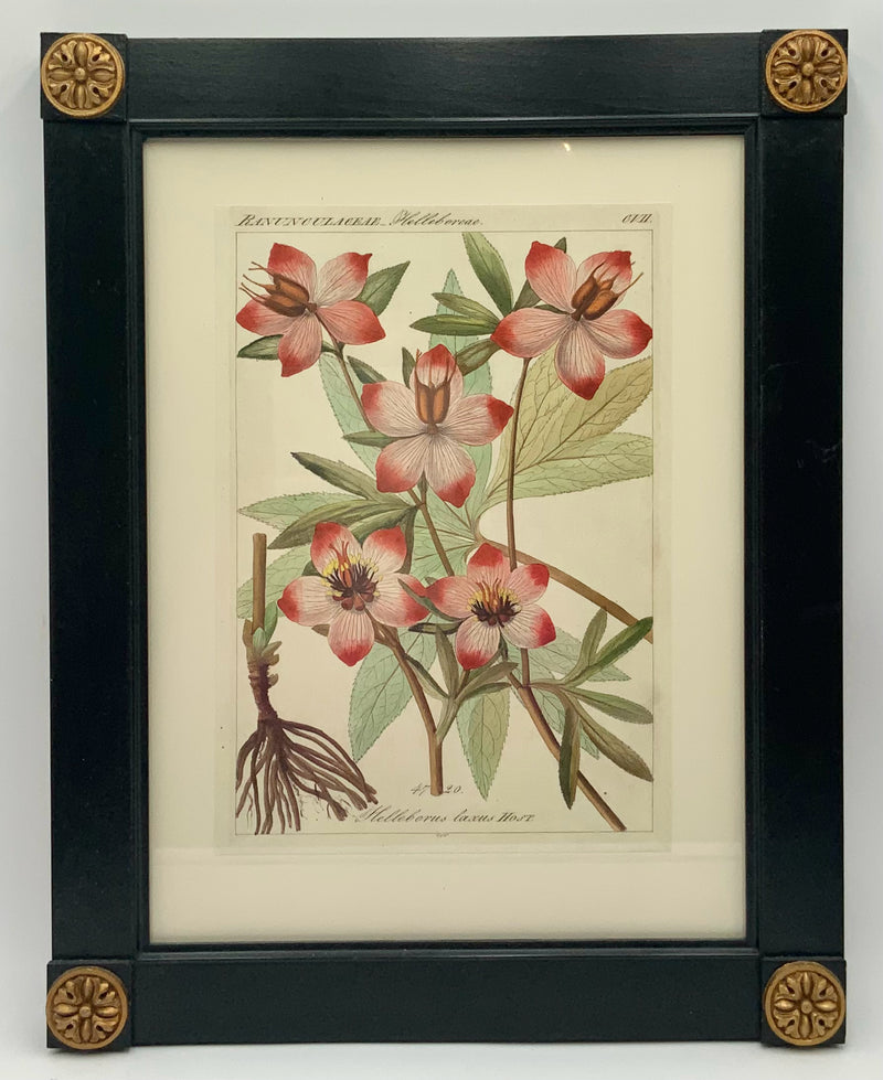 Set/4 Floral Botanicals in Black Frames