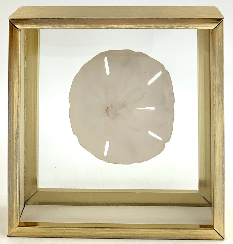 Set/3 Vintage Framed Seashells