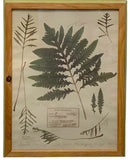 Set/4 Botanical Fern Prints